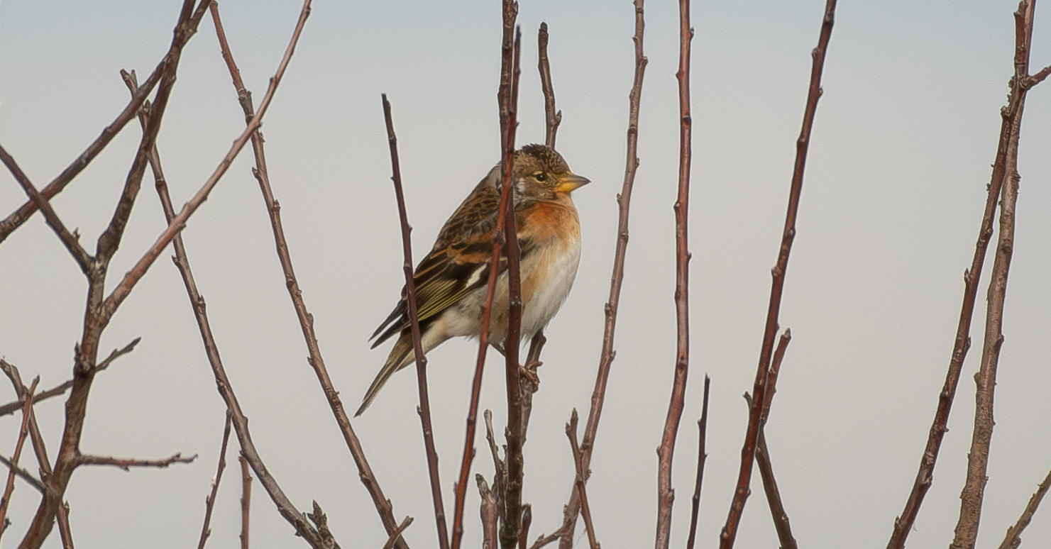 Brambling